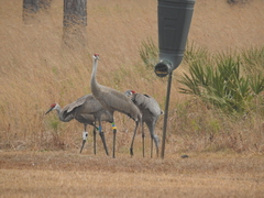 Antigone canadensis pulla