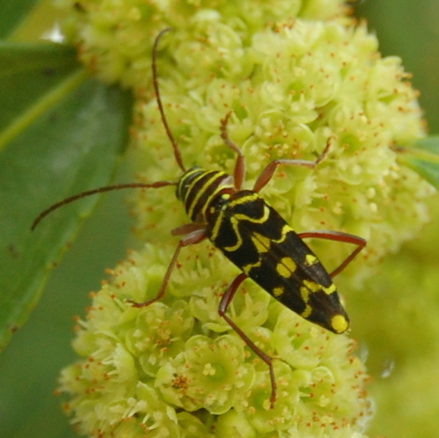 Megacyllene congener