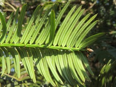 Cephalotaxus harringtonia