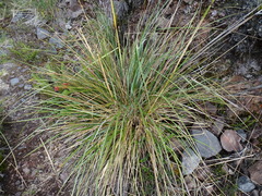 Cortaderia nitida