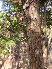 Cephalotaxus harringtonia