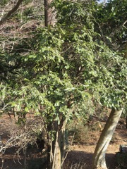 Cephalotaxus harringtonia