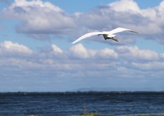 Egretta thula