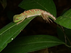 Enyalioides laticeps