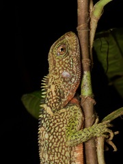 Enyalioides laticeps