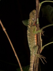 Enyalioides laticeps