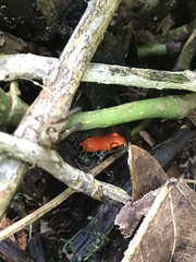 Ranitomeya reticulata