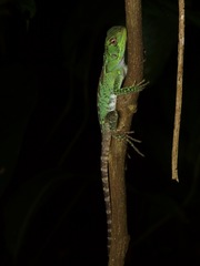 Enyalioides laticeps
