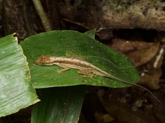 Anolis trachyderma