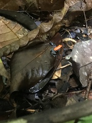 Ranitomeya reticulata