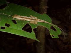 Anolis trachyderma