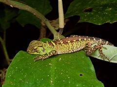 Enyalioides laticeps