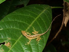 Anolis trachyderma