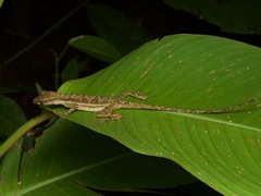 Anolis trachyderma