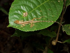 Anolis trachyderma