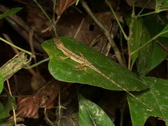 Anolis trachyderma