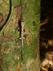 Anolis bombiceps