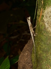 Anolis bombiceps