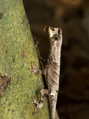 Anolis bombiceps