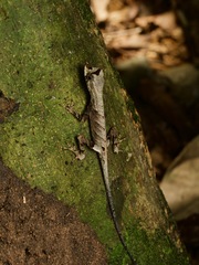 Anolis bombiceps