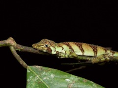 Anolis transversalis