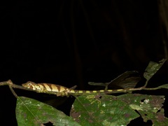 Anolis transversalis