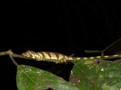 Anolis transversalis