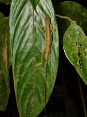 Anolis trachyderma