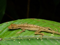 Anolis trachyderma