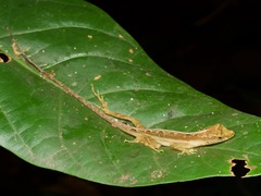 Anolis trachyderma