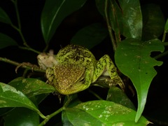 Enyalioides laticeps