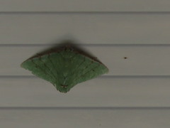 Eulepidotis viridissima