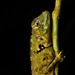 Blue-Lipped Tree Lizard - Photo (c) John Sullivan, some rights reserved (CC BY-NC), uploaded by John Sullivan