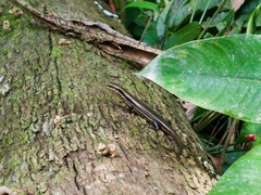 Copeoglossum nigropunctatum