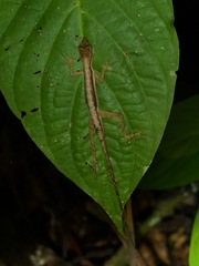 Anolis trachyderma