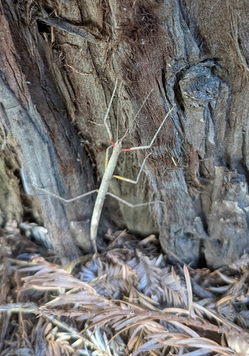 Indian Walking Stick photo 4