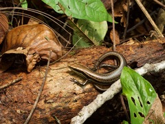 Copeoglossum nigropunctatum