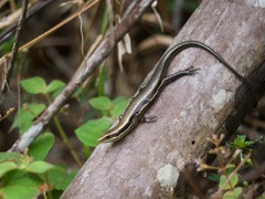 Copeoglossum nigropunctatum