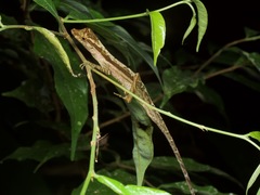 Anolis trachyderma