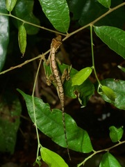 Anolis trachyderma