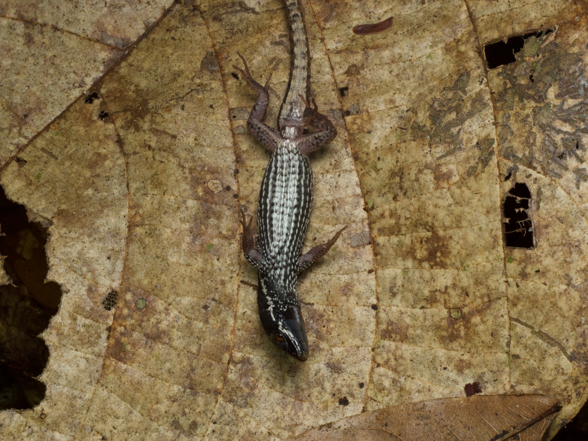 Alopoglossus atriventris Duellman, 1973
