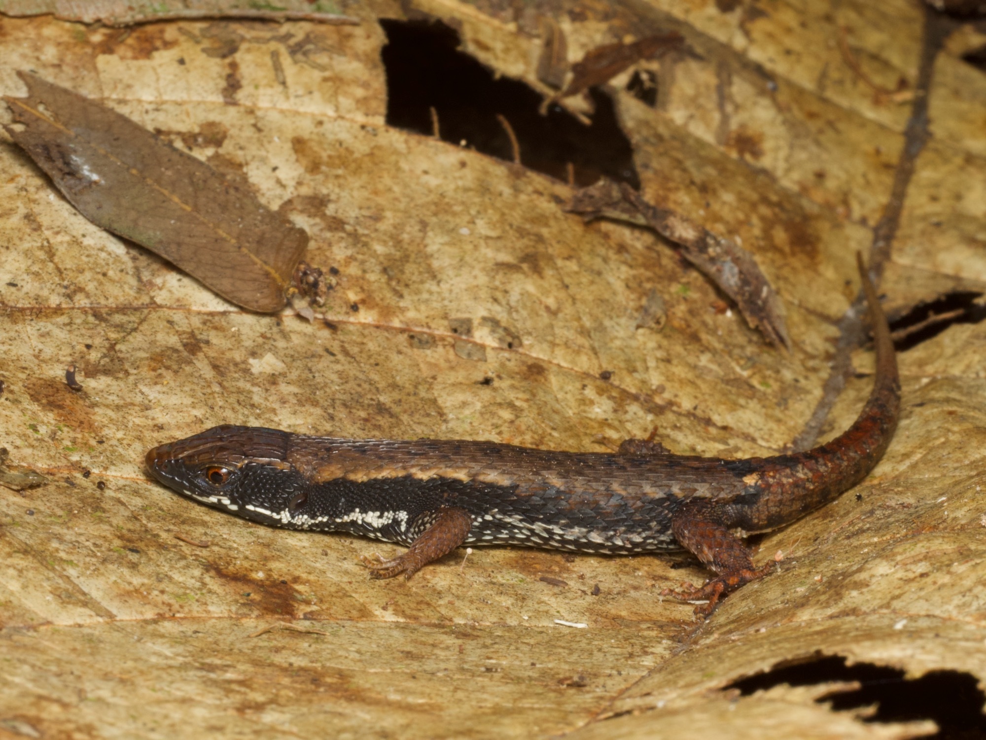 Alopoglossus atriventris Duellman, 1973