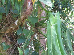 Philodendron spiritus-sancti