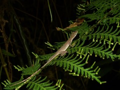 Anolis fuscoauratus