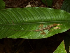 Anolis trachyderma