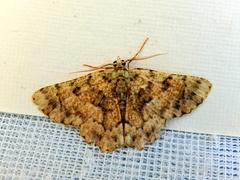 Aeolochroma hypochromaria