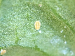 Bactericera cockerelli