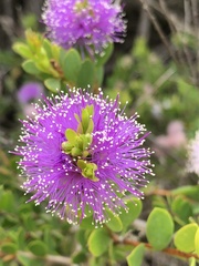 Melaleuca gibbosa