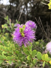 Melaleuca gibbosa