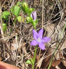 Triodanis perfoliata